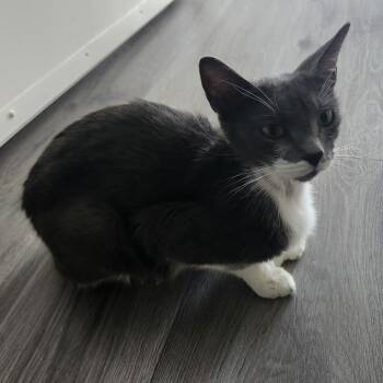 Domestic Short Hair Cats Available for Adoption in West Palm Beach, Florida - Bubble | PetCurious