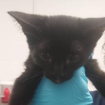 Tourmaline -  Domestic Short Hair Cat for Adoption in West Palm Beach, Florida - Tourmaline | PetCurious