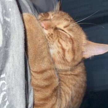 Domestic Short Hair Cats Available for Adoption in South Elgin, Illinois - Milky - Home To Home | PetCurious