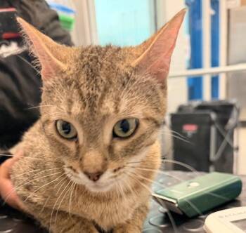 Domestic Short Hair Cats Available for Adoption in Golden, Colorado - Tiger | PetCurious
