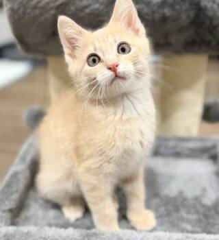 Tommy Bahama -  Domestic Short Hair Cat for Adoption in Fishers, Indiana - Tommy Bahama | PetCurious