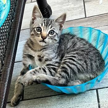 Rescue Domestic Short Hair Cats for Adoption in Brea, California - Sniper | PetCurious