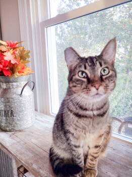 Rescue Domestic Short Hair Cats for Adoption in Lewistown, Pennsylvania - Bubba | PetCurious