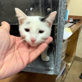 Domestic Short Hair Cats Available for Adoption - Beacon | PetCurious