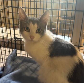 Domestic Short Hair Cats Available for Adoption in Elizabethton, Tennessee - MISO | PetCurious