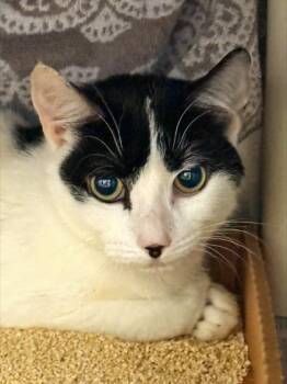 Domestic Short Hair Cats Available for Adoption - Henrietta | PetCurious
