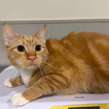 Tang -  Domestic Short Hair Cat for Adoption in Tampa, Florida - Tang | PetCurious