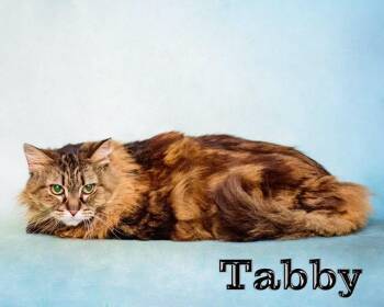 Tabby -  Domestic Long Hair Cat for Adoption in Douglas, Georgia - Tabby | PetCurious