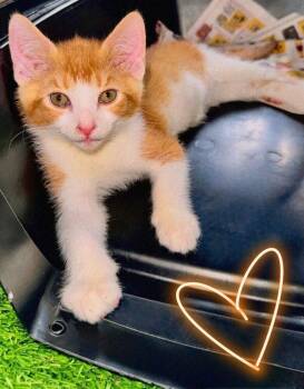 Nacho PC -  Domestic Short Hair Cat for Adoption in Greenville, South Carolina - Nacho PC | PetCurious
