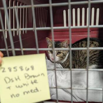 Jaegar -  Domestic Short Hair Cat for Adoption in Fairport, New York - Jaegar | PetCurious