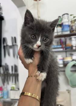 Domestic Short Hair Cats Available for Adoption in New York, New York - Corsica | PetCurious