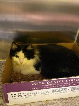 Prissy -  Domestic Long Hair Cat for Adoption in Jackson, Tennessee - Prissy | PetCurious