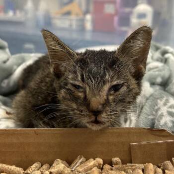 Amelia -  Domestic Short Hair Cat for Adoption in Lynchburg, Virginia - Amelia | PetCurious