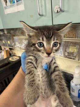 *PETER -  Domestic Short Hair Cat for Adoption in Woodland, California - *PETER | PetCurious