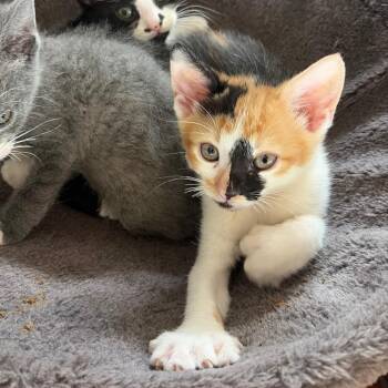 Domestic Short Hair Cats Available for Adoption in Tustin, California - Mary | PetCurious