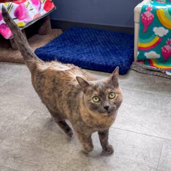 Domestic Short Hair Cats Available for Adoption in Kennebunk, Maine - Mimi | PetCurious