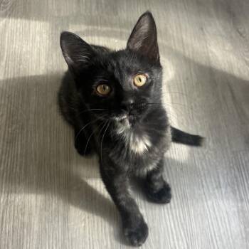 Baby Spice -  Domestic Short Hair Cat for Adoption in Jupiter, Florida - Baby Spice | PetCurious