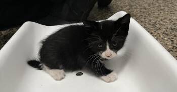 Rescue Domestic Short Hair Cats for Adoption in Tracy, California - AILISH | PetCurious