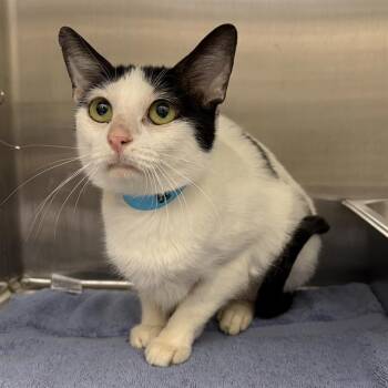 Domestic Short Hair Cats Available for Adoption - BROOKS | PetCurious