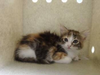 A551729 -  Domestic Medium Hair and Domestic Short Hair Cat for Adoption in Moreno Valley, California - A551729 | PetCurious