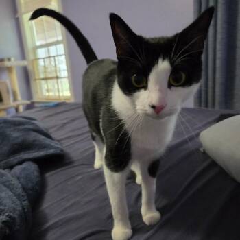 Domestic Short Hair Cats Available for Adoption - Dolly | PetCurious