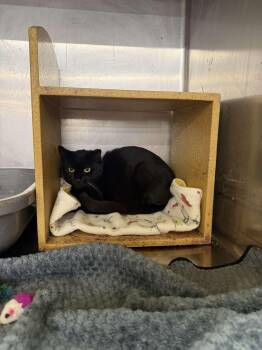 Martini -  Domestic Short Hair Cat for Adoption in Cleveland, Ohio - Martini | PetCurious