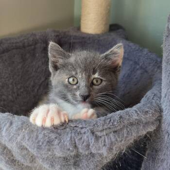 Dilute Tortoiseshell Cats Available for Adoption in Woodbridge Township, New Jersey - Lu Anne | PetCurious
