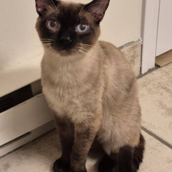 Cappuccino -  Siamese Cat for Adoption in Burnaby, British Columbia - Cappuccino | PetCurious