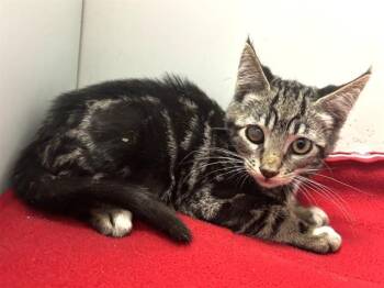 KARL -  Domestic Short Hair Cat for Adoption in Sacramento, California - KARL | PetCurious