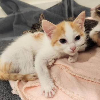 Celine -  Domestic Short Hair Cat Available for Adoption in Chapel Hill, North Carolina - Celine | PetCurious