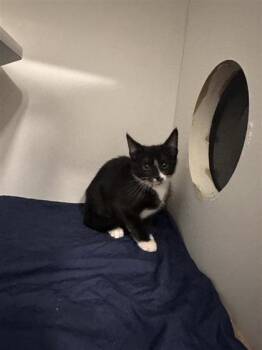 Claire -  Domestic Short Hair Cat for Adoption in West Chester, Pennsylvania - Claire | PetCurious
