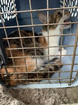 DAKOTA -  Domestic Short Hair Cat for Adoption in Palmetto, Florida - DAKOTA | PetCurious