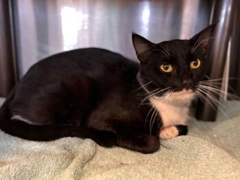 Domestic Short Hair Cats Available for Adoption in Houston, Texas - JACKSON | PetCurious