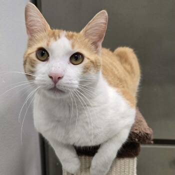 Mr Potts -  Domestic Short Hair Cat for Adoption in Williston, Florida - Mr Potts | PetCurious