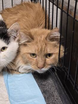 Rescue Domestic Medium Hair Cats for Adoption in Evansville, Indiana - Burundi | PetCurious