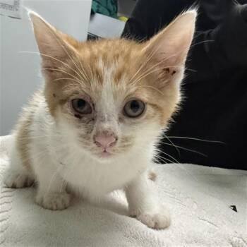 SMEEGUS -  Domestic Short Hair Cat for Adoption in Killeen, Texas - SMEEGUS | PetCurious