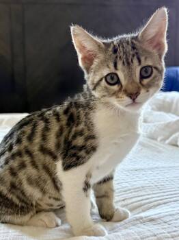 Penny -  Domestic Short Hair and Tabby Cat for Adoption in Glendale, Arizona - Penny | PetCurious