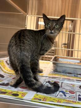 Mary -  Tabby Cat for Adoption in Nacogdoches, Texas - Mary | PetCurious
