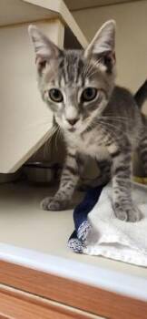 Martini -  Domestic Short Hair Cat for Adoption in Fairfax, Virginia - Martini | PetCurious