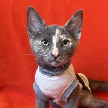 Cyndi Lauper -  Domestic Short Hair Cat for Adoption in Los Angeles, California - Cyndi Lauper | PetCurious