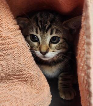 Rachel -  Domestic Short Hair Cat for Adoption in Vancouver, Washington - Rachel | PetCurious