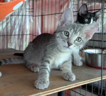 Kimmy -  Domestic Short Hair Cat for Adoption in Fischer, Texas - Kimmy | PetCurious