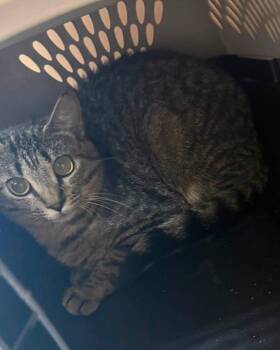 Betty -  Domestic Short Hair Cat for Adoption in Raleigh, North Carolina - Betty | PetCurious