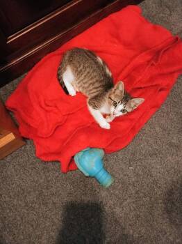 Tuna -  Domestic Short Hair Cat for Adoption in Aurora, Colorado - Tuna | PetCurious