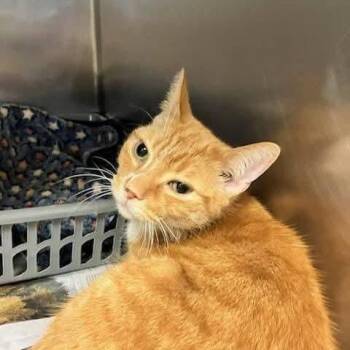 Domestic Short Hair Cats Available for Adoption - Marco | PetCurious