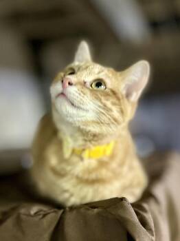Rescue Domestic Short Hair Cats for Adoption in Philadelphia, Pennsylvania - Sammy | PetCurious