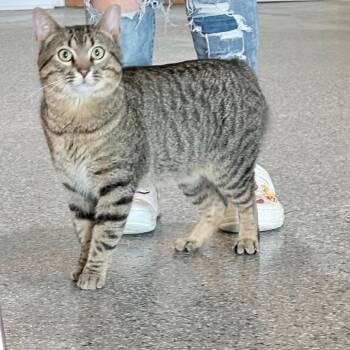 Domestic Short Hair Cats Available for Adoption in Nashville, Tennessee - Benny | PetCurious