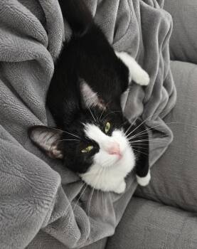Blackjack NC -  Domestic Medium Hair Cat for Adoption in Dallas, Texas - Blackjack NC | PetCurious