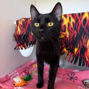 Earl -  Domestic Short Hair Cat for Adoption in Council Bluffs, Iowa - Earl | PetCurious
