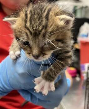 Domestic Short Hair Cats Available for Adoption in San Bernardino, California - SAKURA | PetCurious